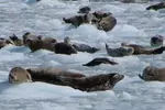 Full-Day Kenai Fjords National Park Northwestern Cruise