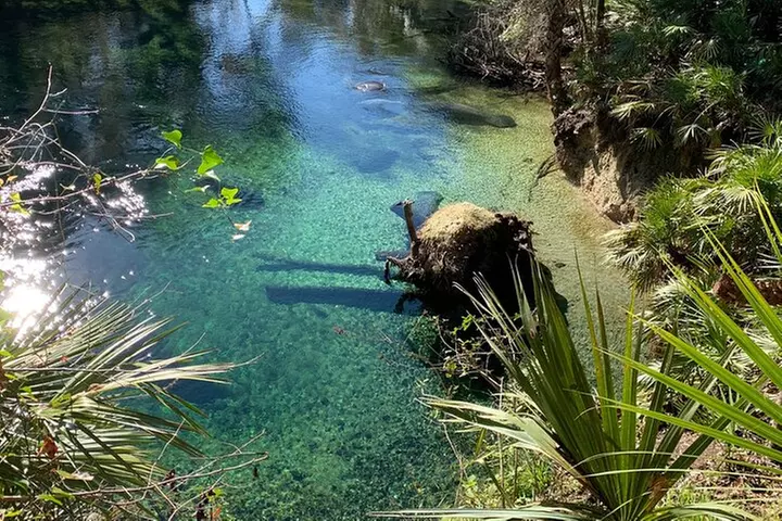 Orlando Manatee and Natural Spring Adventure Tour at Blue Springs