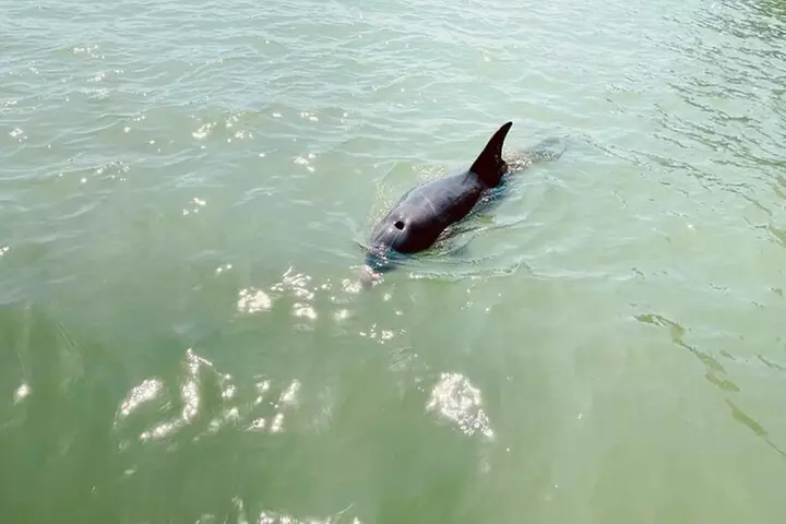 New Smyrna Dolphin and Manatee Kayak and SUP Adventure Tour