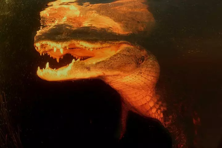 From Miami: Everglades at Night with Airboat and Alligators Tour