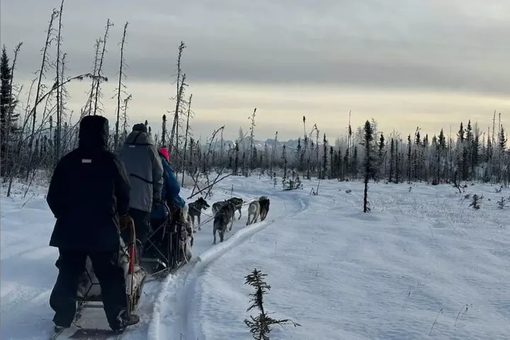 Alaskan Sled Dog Adventure Tour from Anchorage