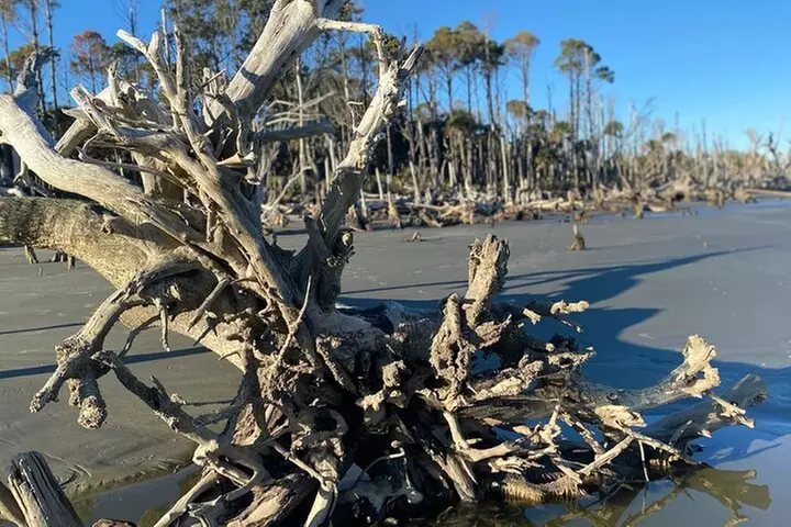 Capers Island Wildlife Exploration