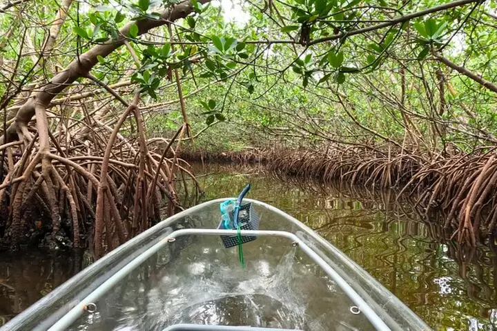 2-Hour Clear Kayak Mangrove Tunnel Eco Tour - Sarasota