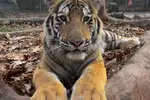 $20 For A Zoo Admission, Wild Adventure Mini-Golf & Parakeet Jungle...