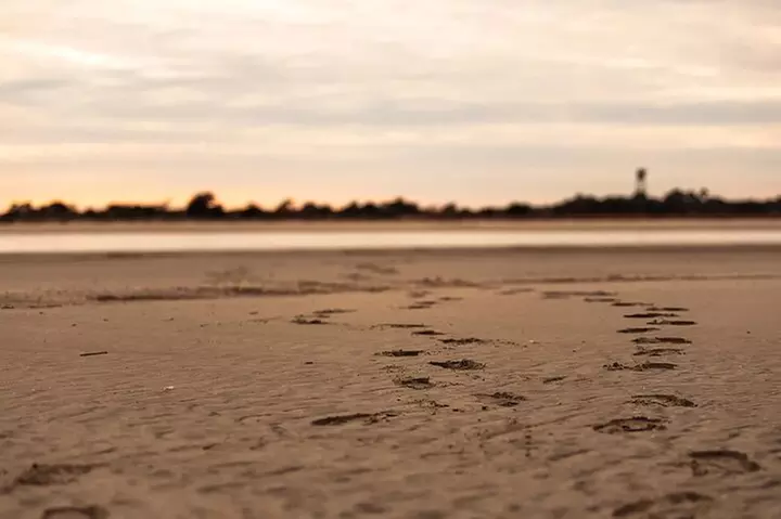 Dolphin Discovery Sunset Cruise