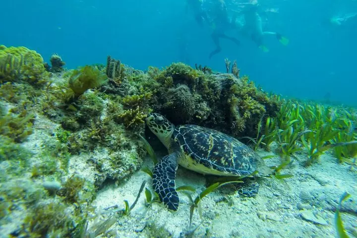 Discover El Cielo and Cozumel Snorkeling Adventure
