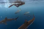 Oahu Shark Diving (No cage)