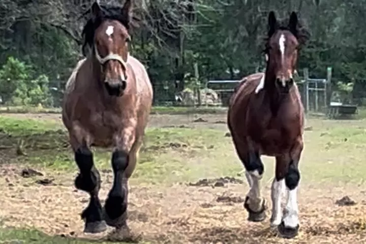 Horse Drawn Daytime Group Narrated Historic Overview Tour