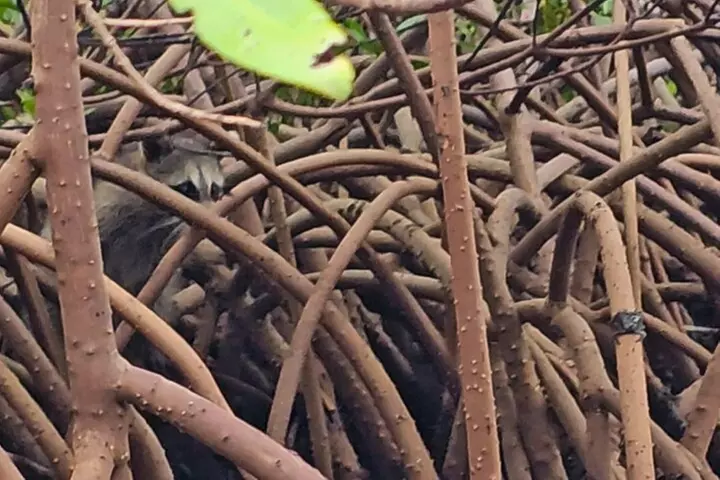 2-Hour Clear Kayak Mangrove Tunnel Eco Tour - Sarasota