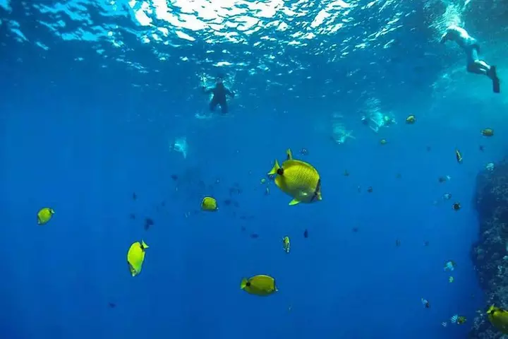 Lanai Deluxe Dolphin Adventure & 3 Snorkel Sites