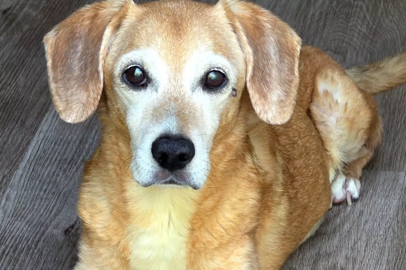 $30 For 1 Day/Night Pet Boarding (Large Dog) (Reg. $60)