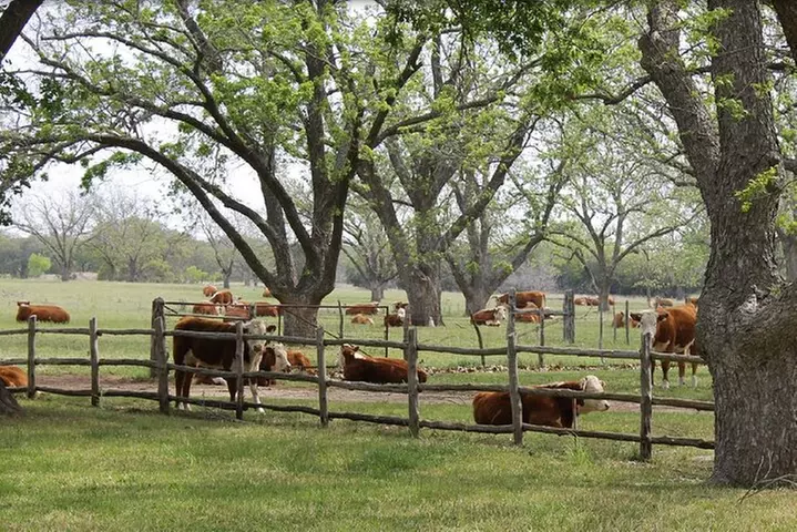 Fredericksburg Luxury Shopping and History and Culture Tour