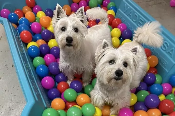 $32.50 For $65 Toward Boarding