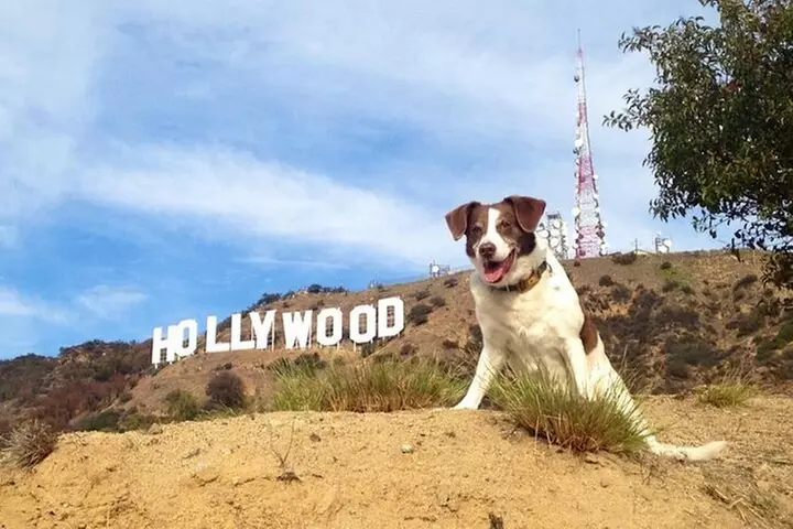 Los Angeles Original 90-Minute Walking Tour to The Hollywood Sign