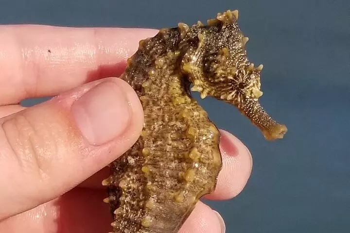 4 Hour Egmont Key Island Tour With Dolphins & Snorkeling Included