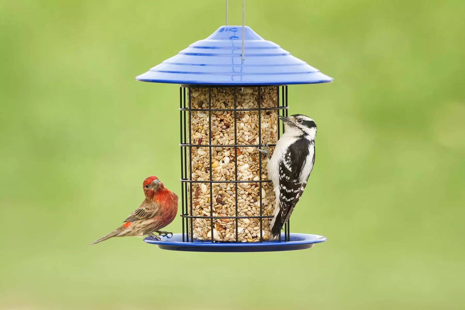 $20 For $40 Worth Of Wild Birds Unlimited Store Items