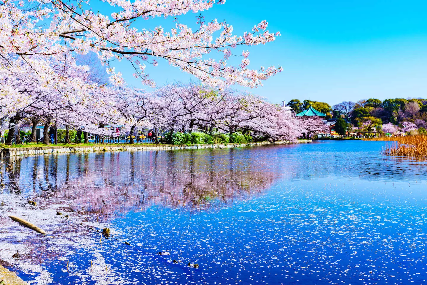 ✈ GIAPPONE | Da Tokyo a Osaka - Tour combinato Tokyo - Kyoto 5*, 10...