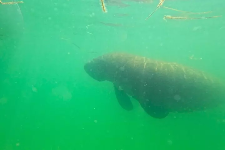 2-Hour Clear Kayak Mangrove Tunnel Eco Tour - Sarasota