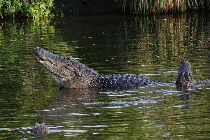 Miami: Everglades Airboat Adventure Tour + Biscayne