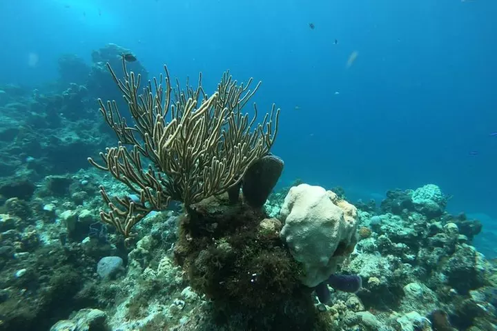 Snorkeling Experience in Cozumel with Transportation from Cancun