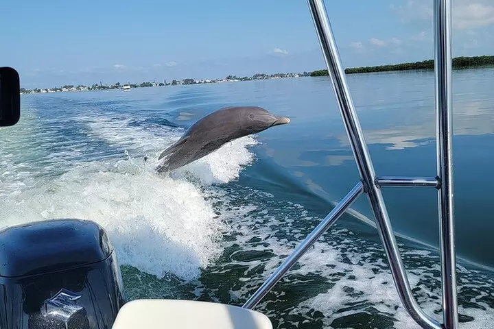Anna Maria Island Dolphin Sightseeing Adventure