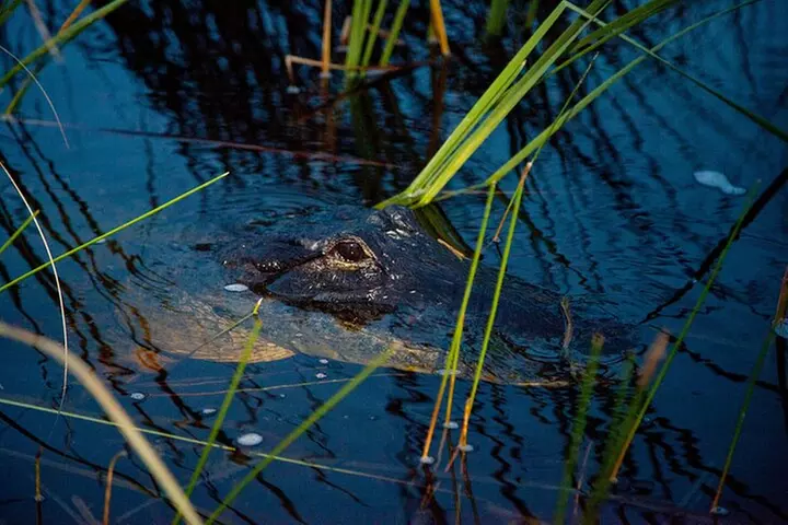 From Miami: Everglades at Night with Airboat and Alligators Tour