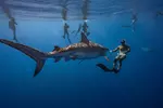 Oahu Shark Diving (No cage)