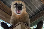 $20 For A Zoo Admission, Wild Adventure Mini-Golf & Parakeet Jungle...