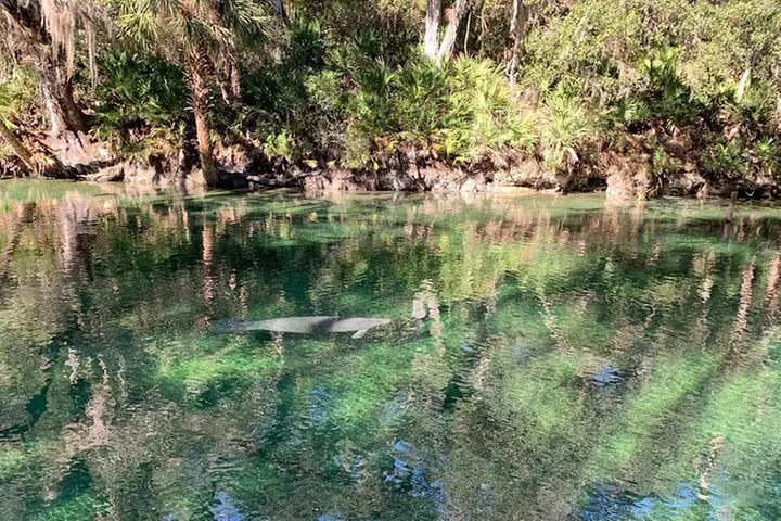 Orlando Manatee and Natural Spring Adventure Tour at Blue Springs