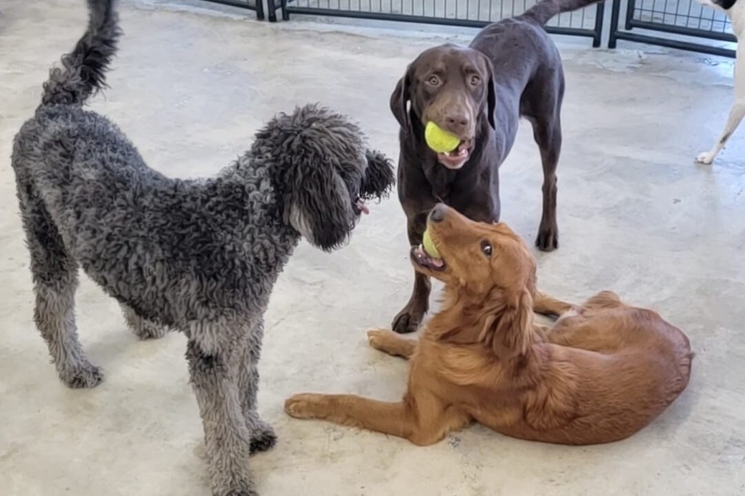$24 For 2 Days Of Doggie Daycare (Reg. $48)