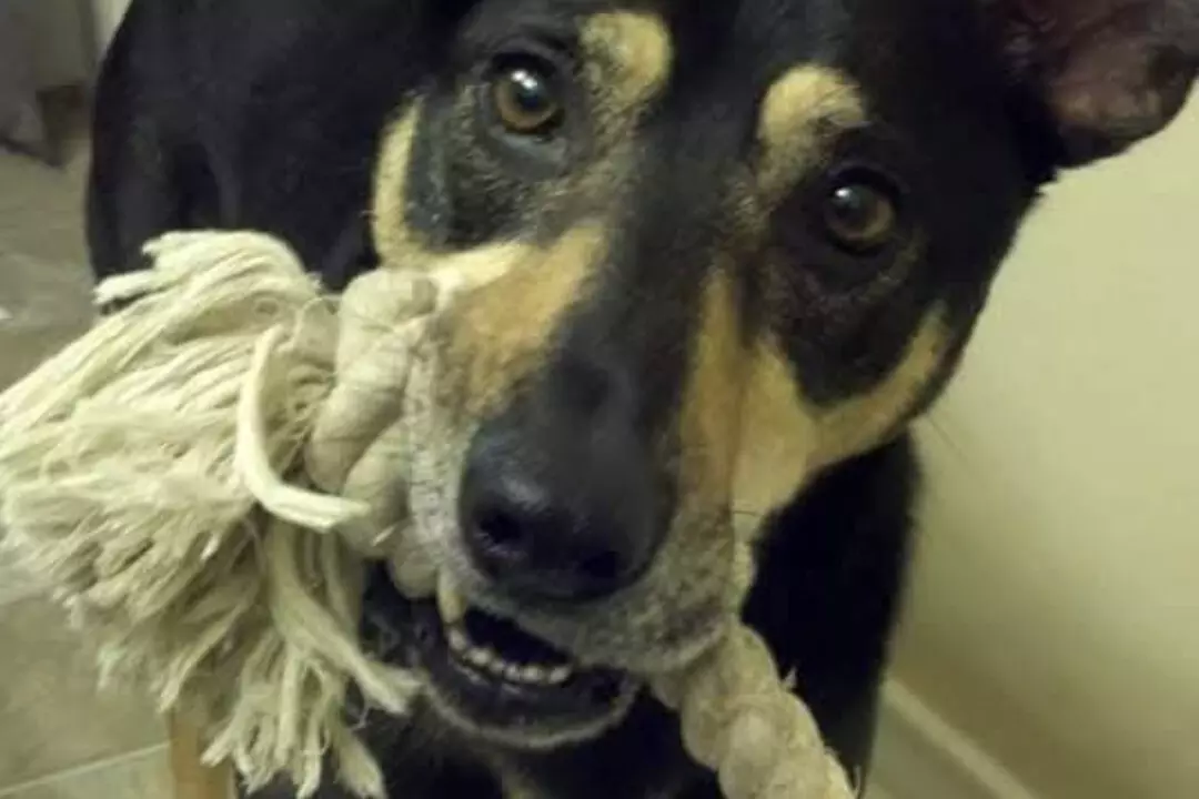 $30 For 1 Day/Night Pet Boarding (Large Dog) (Reg. $60)