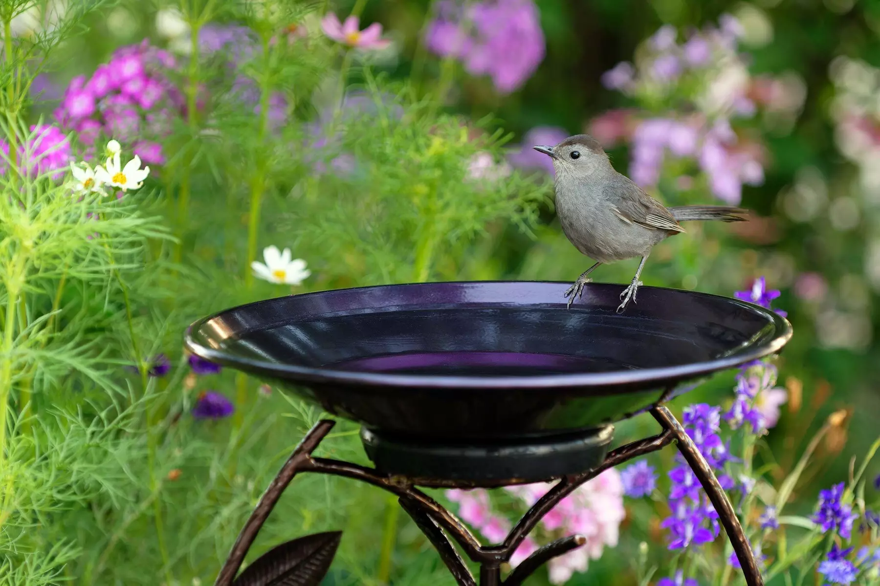 $20 For $40 Worth Of Wild Birds Unlimited Store Items