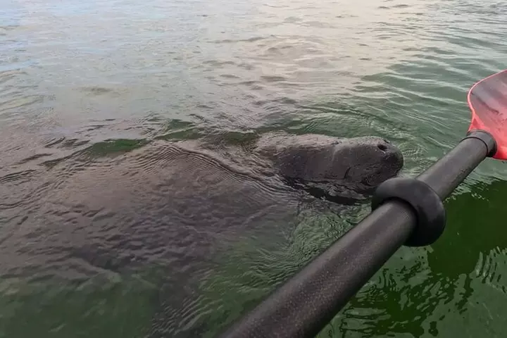 2-Hour Clear Kayak Mangrove Tunnel Eco Tour - Sarasota