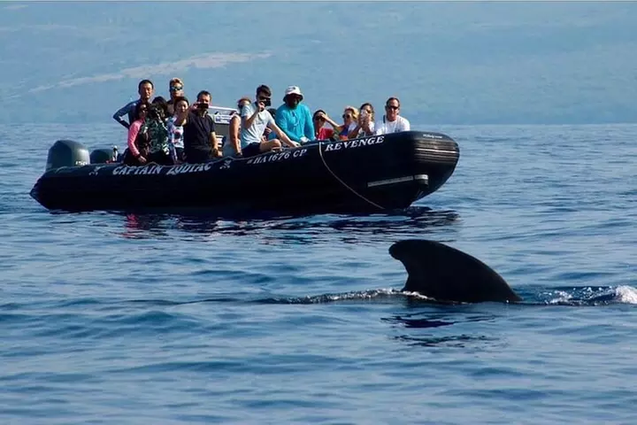 Kealakekua Bay Snorkeling Tour - 4 hour Kona Zodiac Adventure