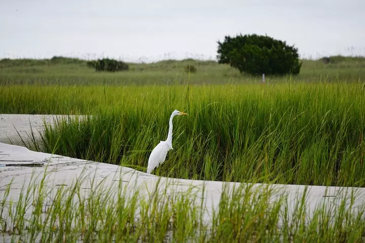 Wrightsville BirdWatching Cruise