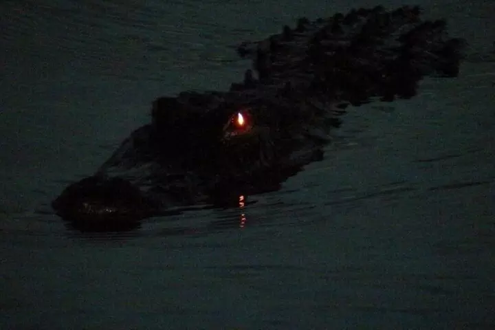 From Miami: Everglades at Night with Airboat and Alligators Tour