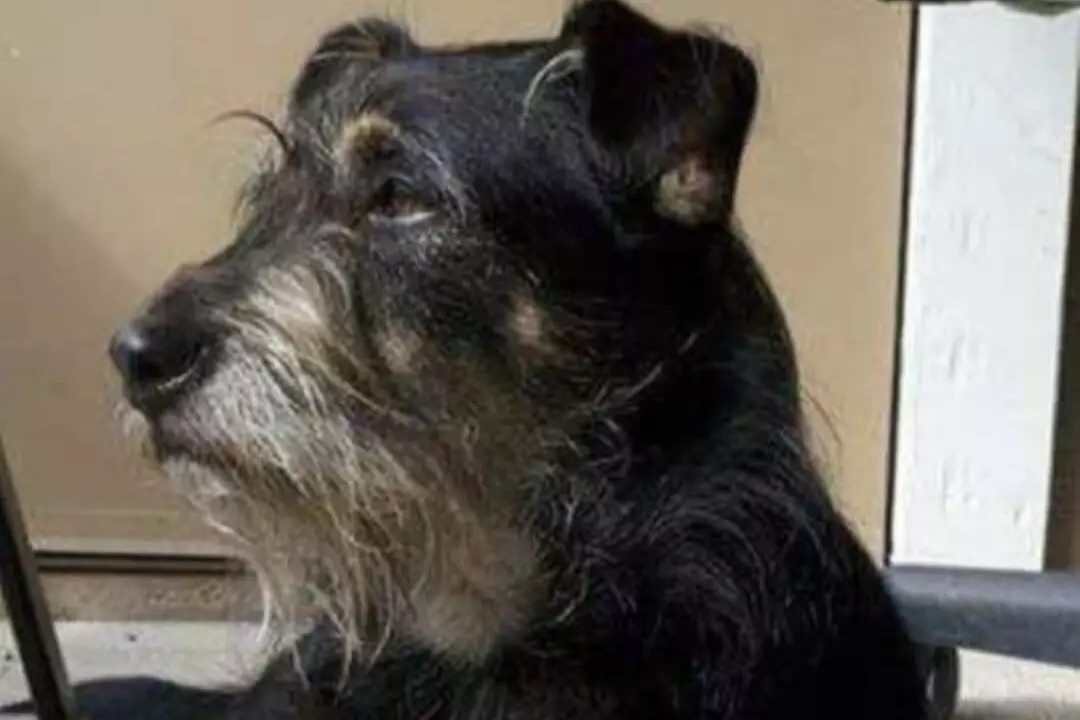 $30 For 1 Day/Night Pet Boarding (Large Dog) (Reg. $60)