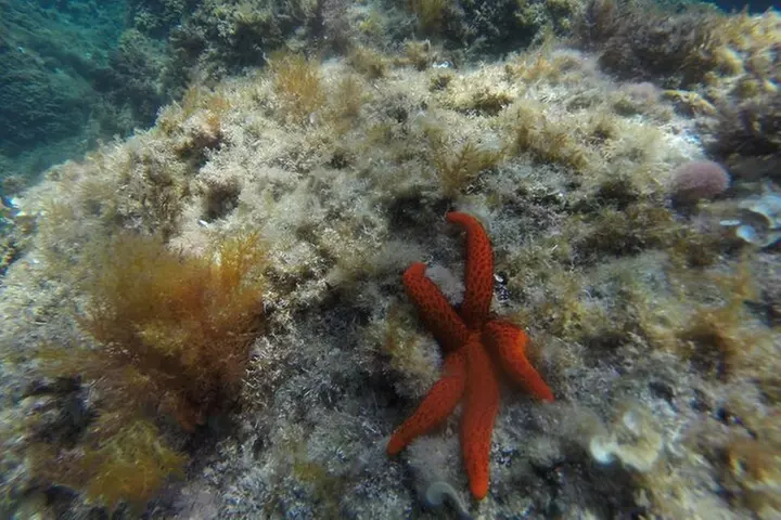 Excursión Kayak & Snorkel / Sant Feliu de Guíxols - Costa Brava