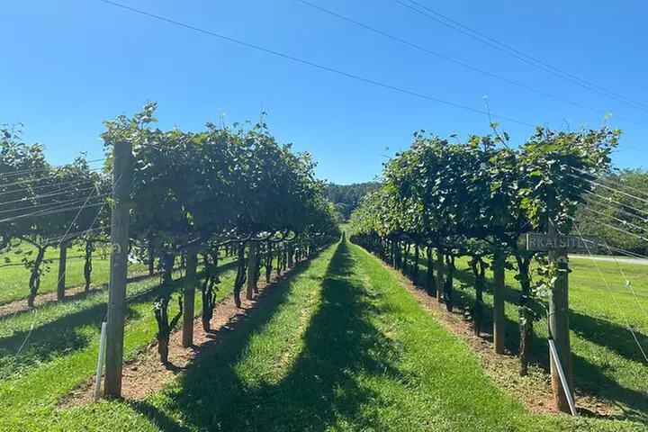 Virginia Wineries Tour