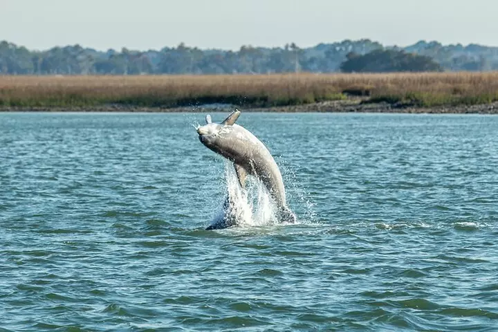 Dolphin Discovery Sunset Cruise