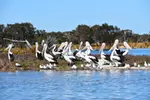 Murray River Lunch Cruise