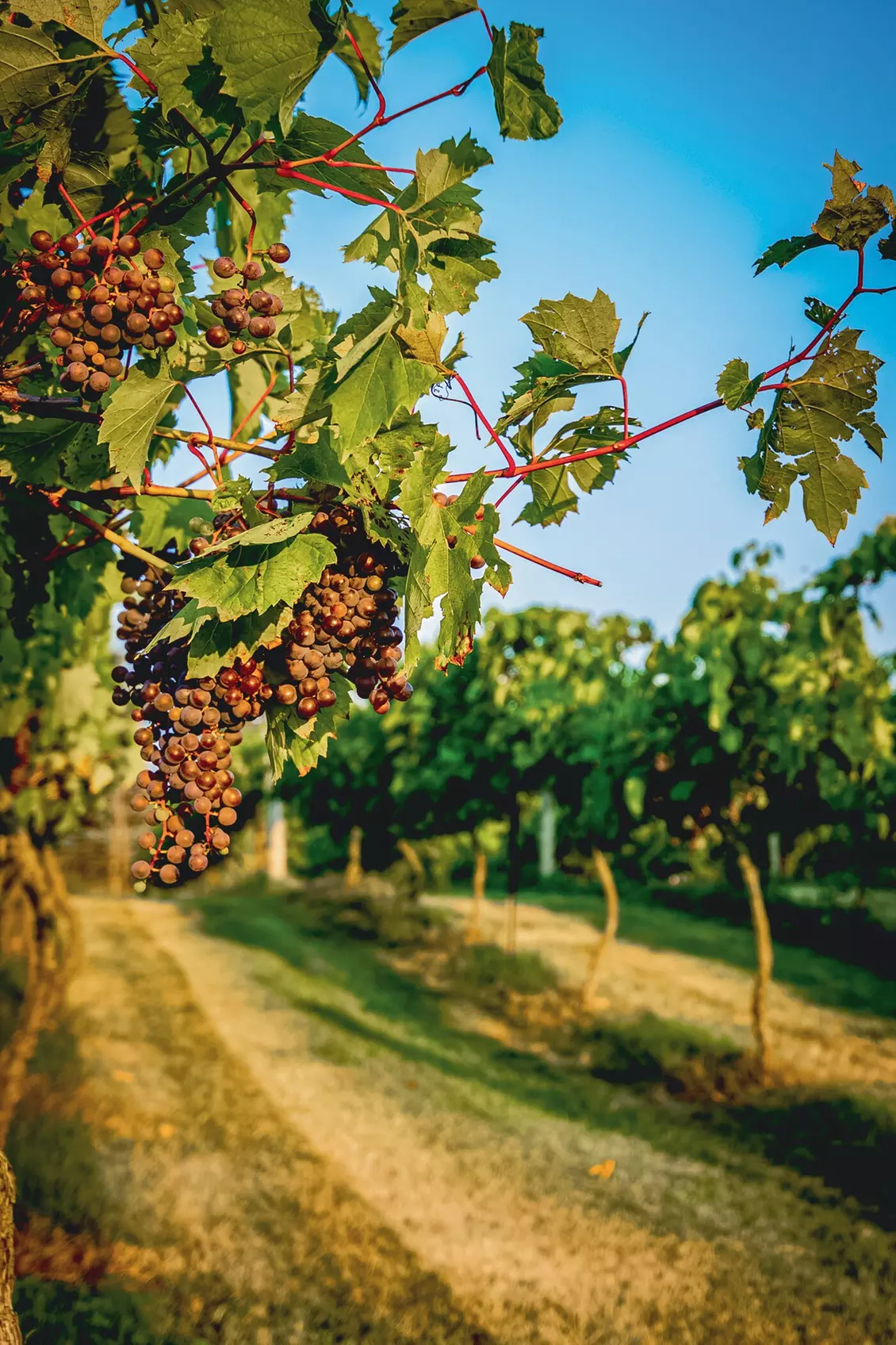 $20 For Wine Or Mead Tasting Flight Of 6 For 4 People (Reg. $40)