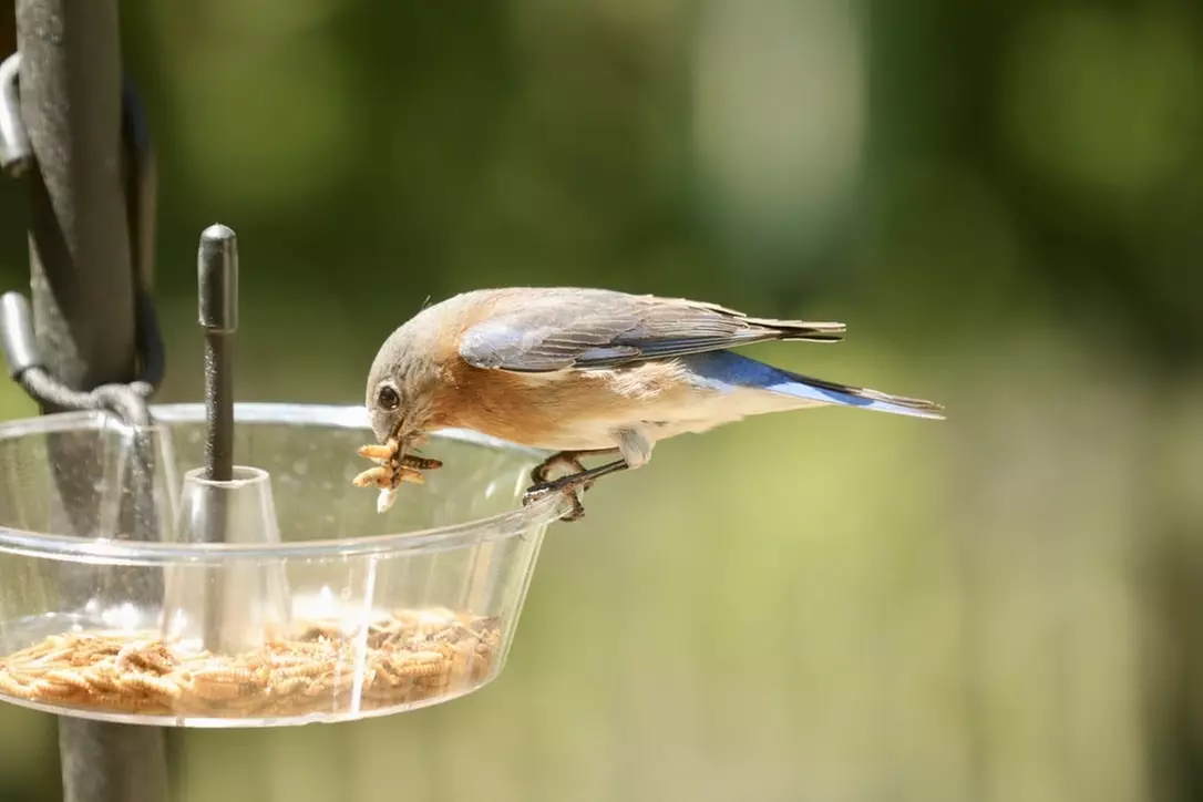 $20 For $40 Worth Of Wild Birds Unlimited Store Items