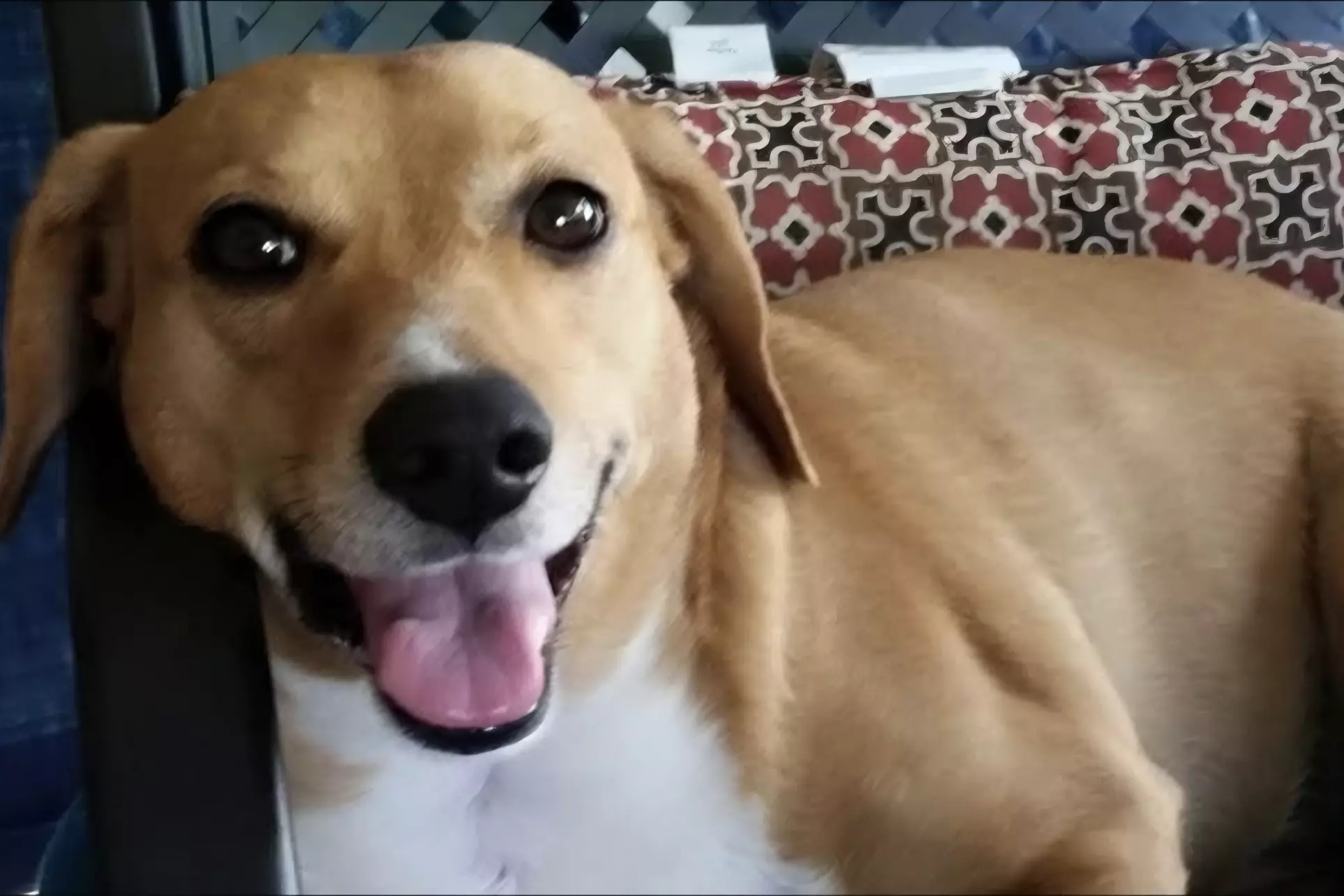 $30 For 1 Day/Night Pet Boarding (Large Dog) (Reg. $60)