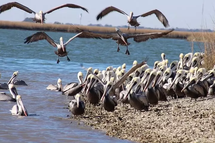 Capers Island Wildlife Exploration