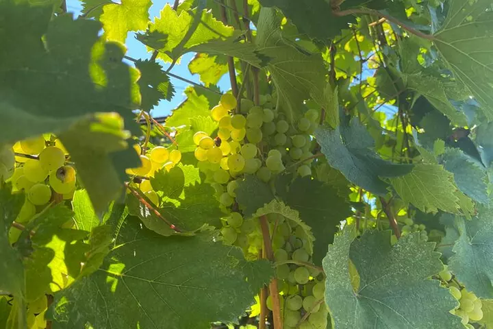 Virginia Wineries Tour