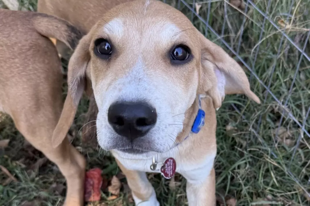 $30 For 1 Day/Night Pet Boarding (Large Dog) (Reg. $60)