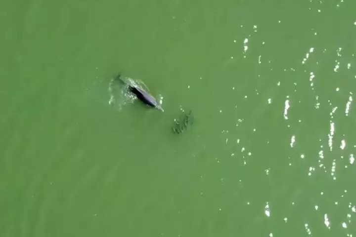 Capers Island Wildlife Exploration