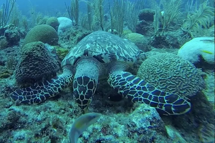 Boat Snorkeling and beach day to the Fajardo islands