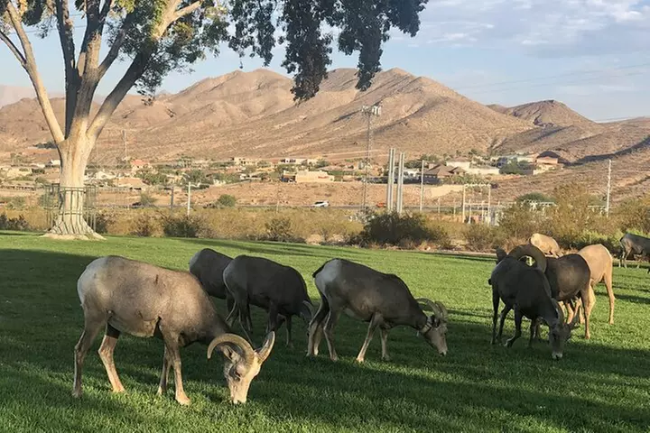 Las Vegas : Grand Canyon West, Hoover Dam, One-Day Tour